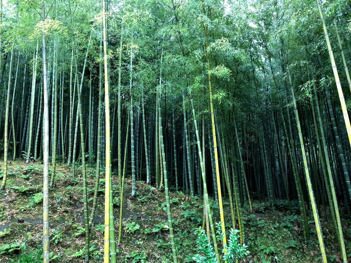 天龍寺 天龍寺