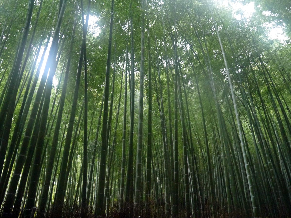 嵯峨野 竹林の道 嵯峨野 竹林の道