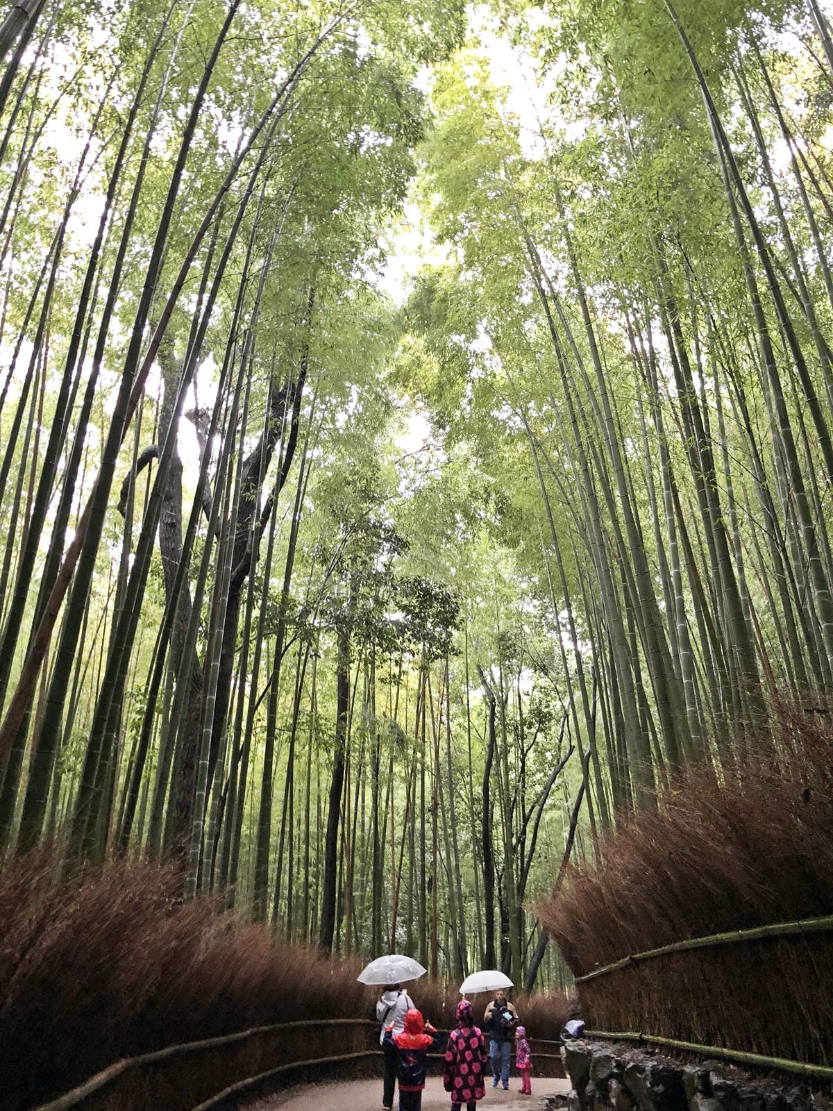 嵯峨野 竹林の道 嵯峨野 竹林の道
