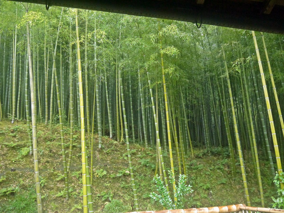 天龍寺 天龍寺