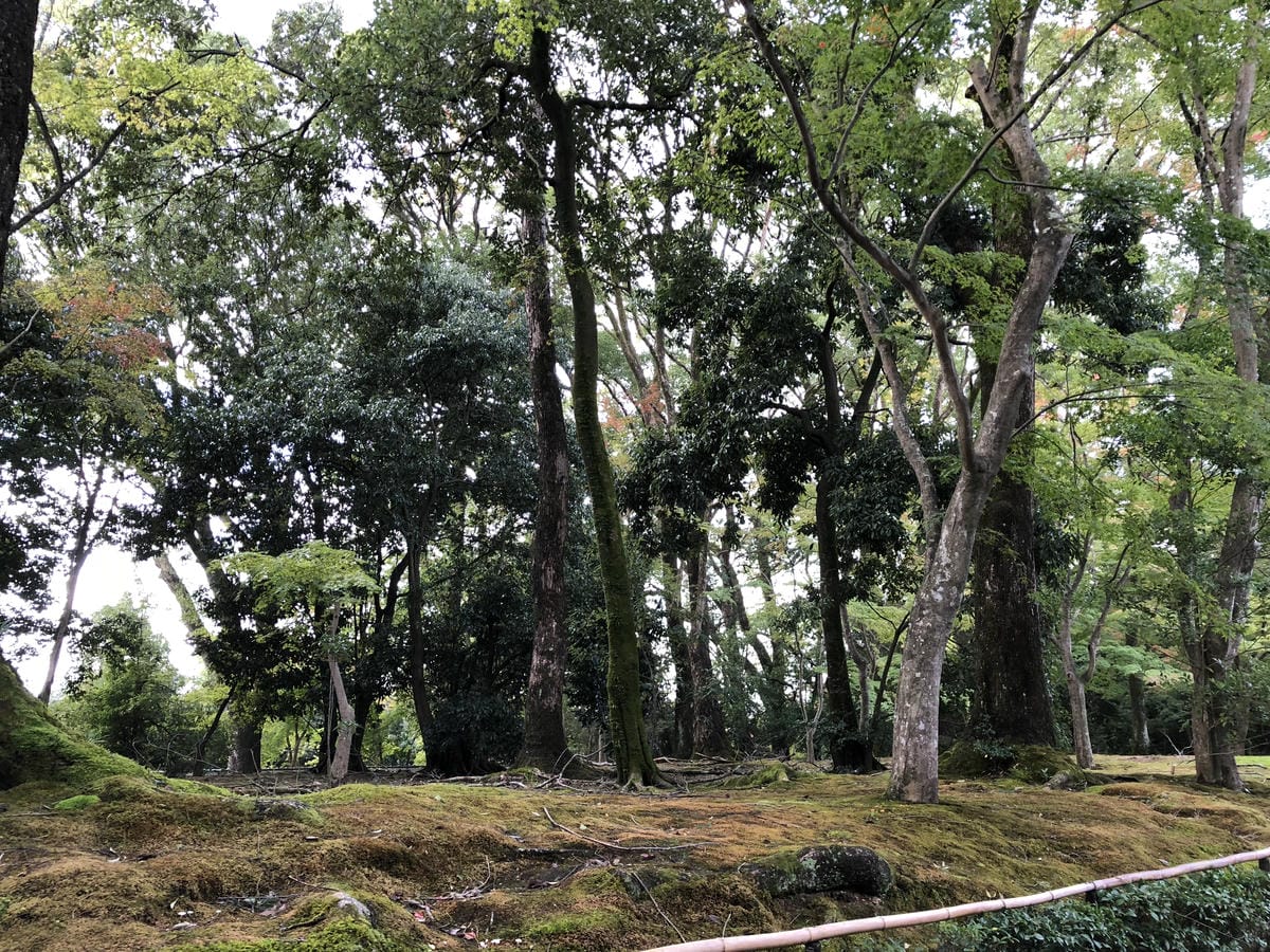  いただき 金閣寺