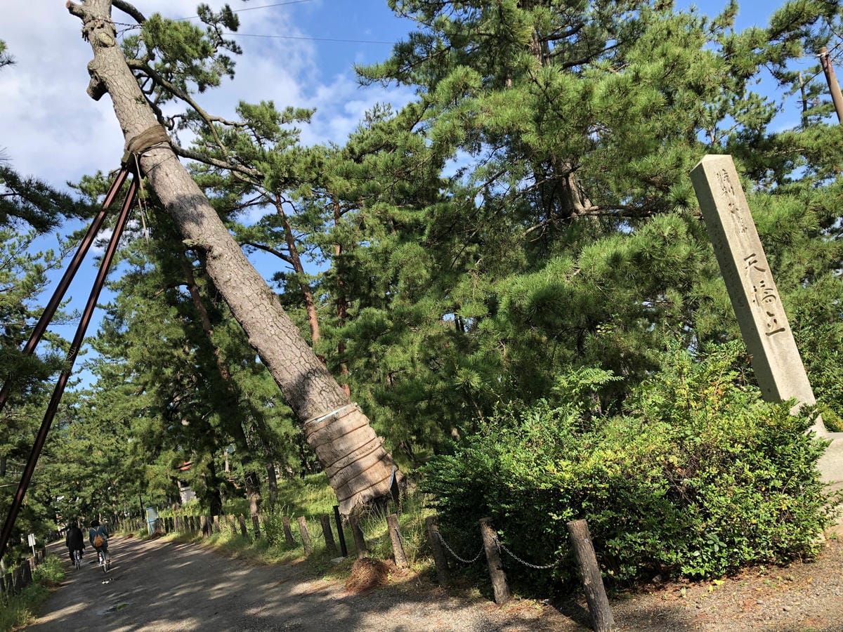 傘松公園 傘松公園