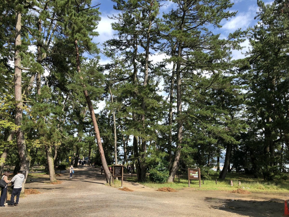 傘松公園 傘松公園