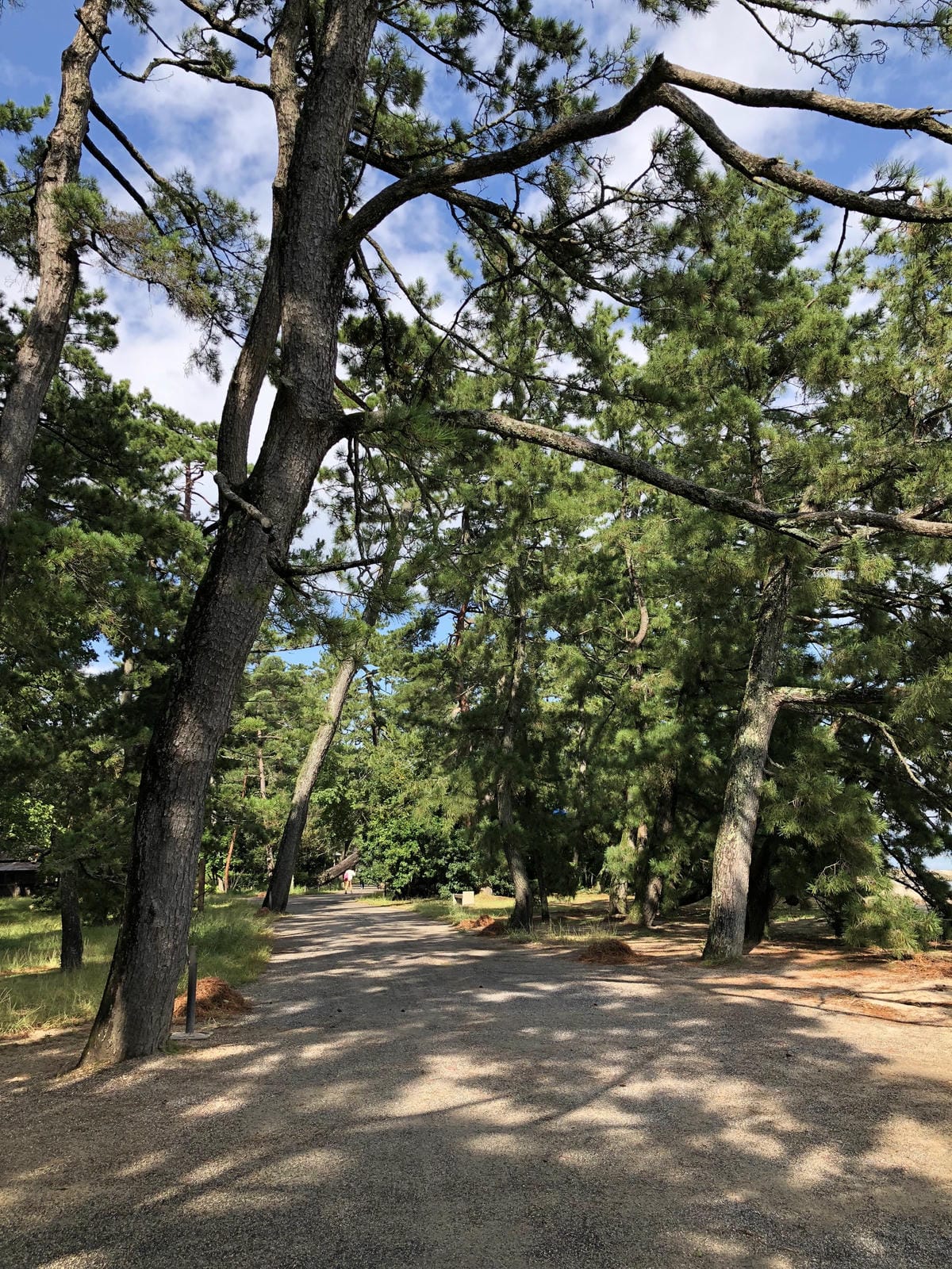 傘松公園 傘松公園