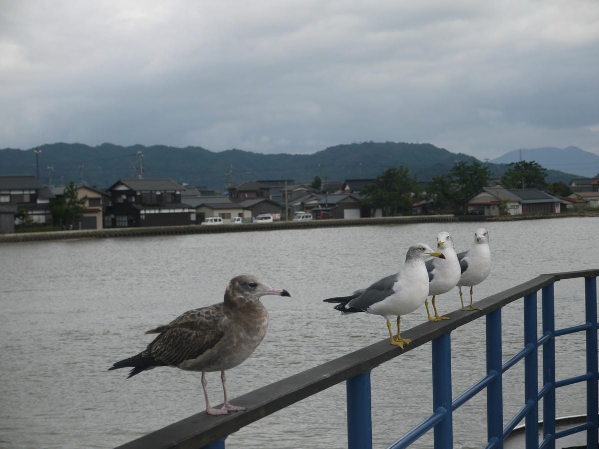 傘松公園 傘松公園