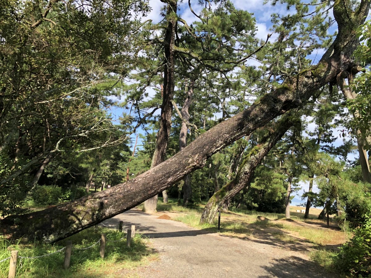 傘松公園 傘松公園