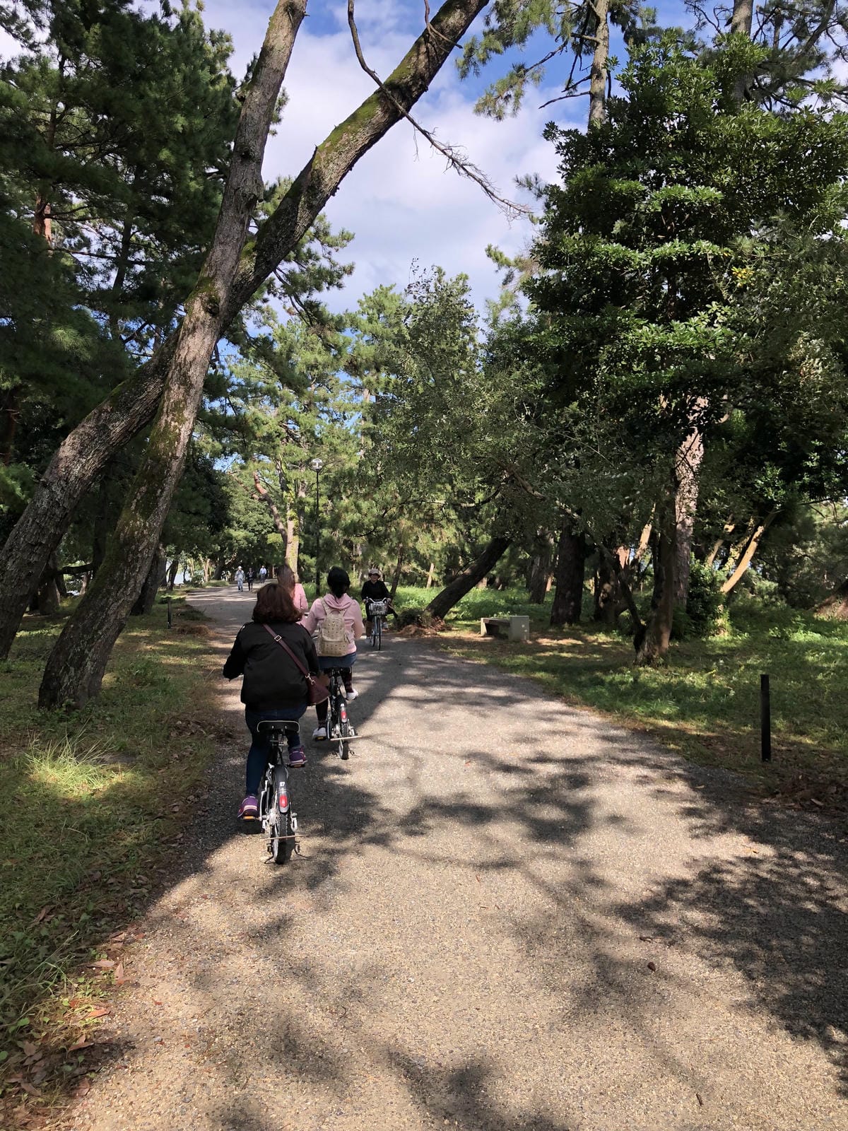 傘松公園 傘松公園