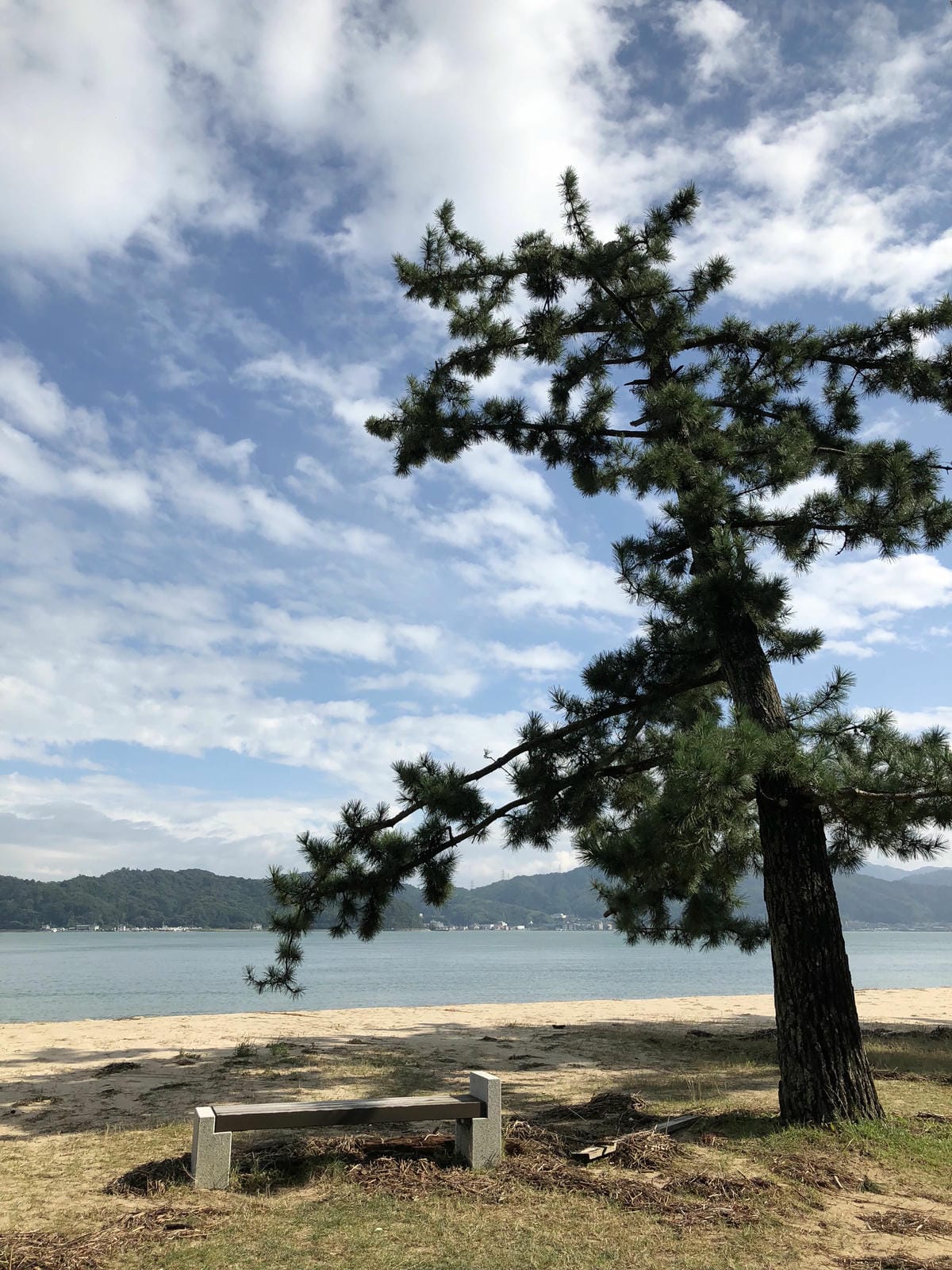 傘松公園 傘松公園