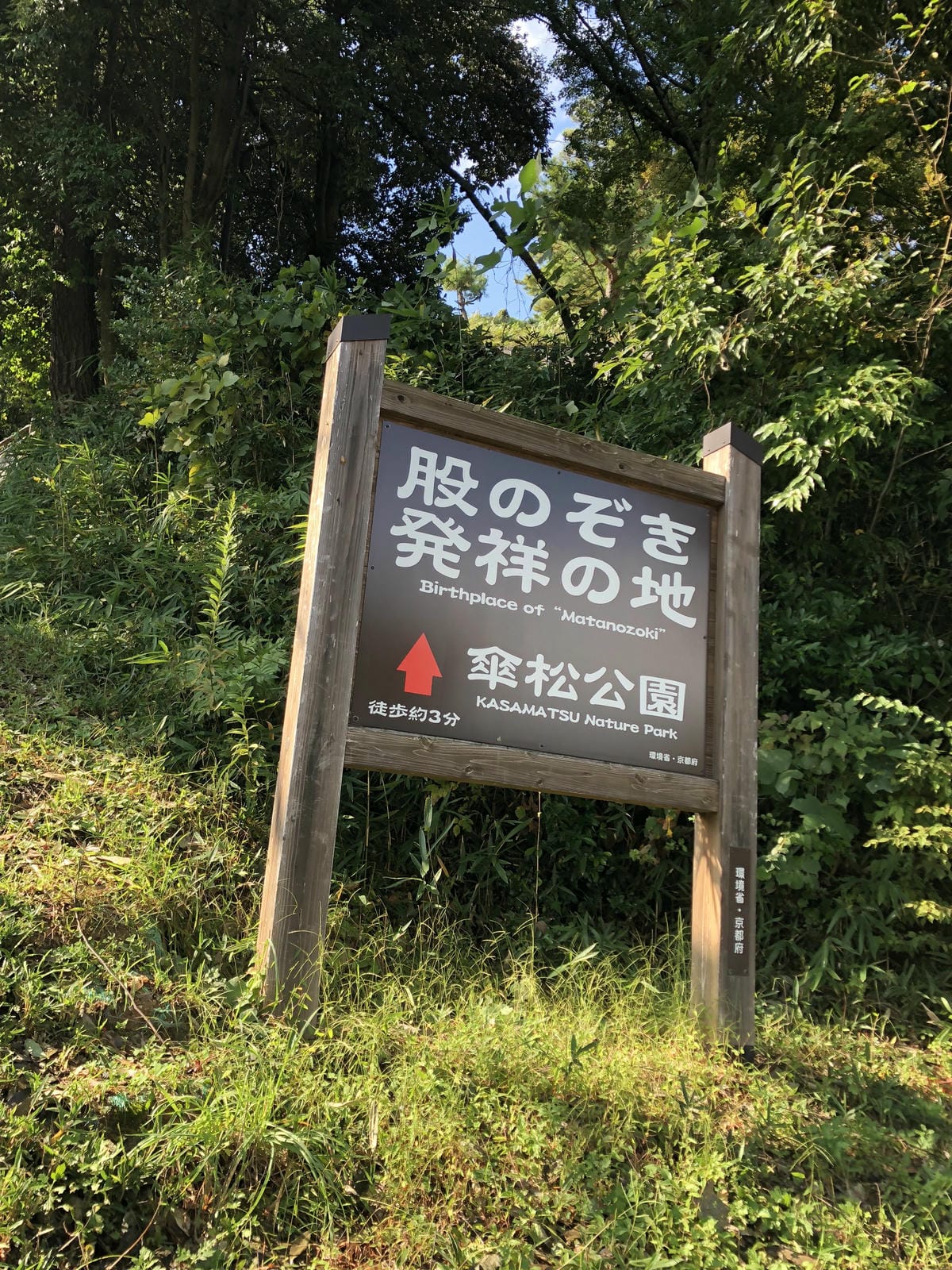 傘松公園 傘松公園