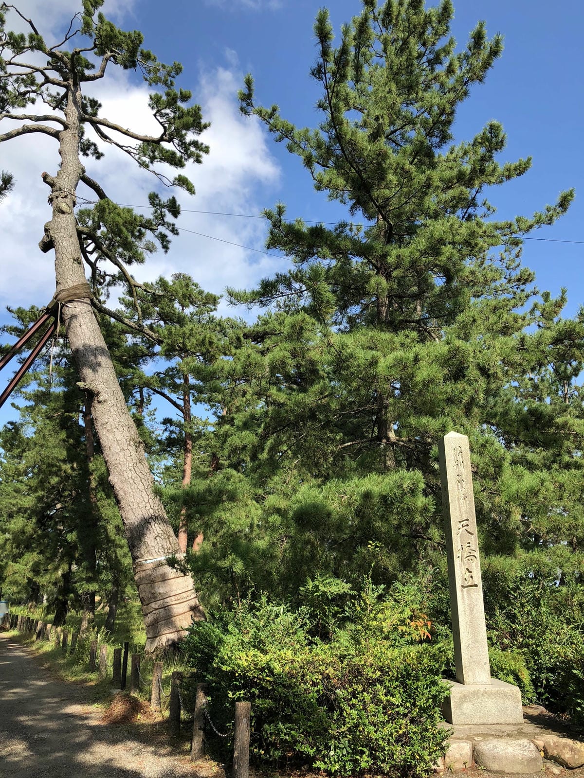 傘松公園 傘松公園