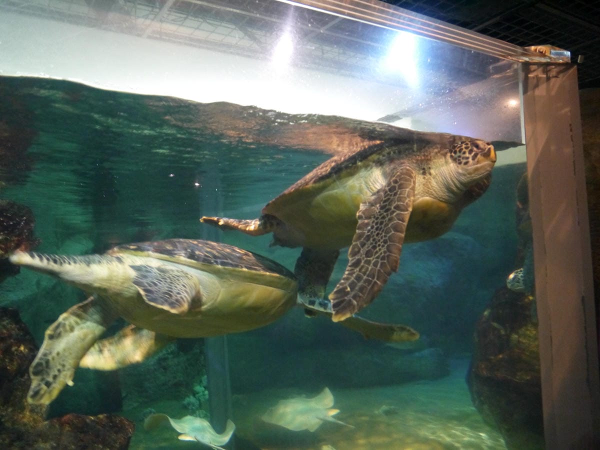 九十九島水族館 海きらら 九十九島水族館 海きらら