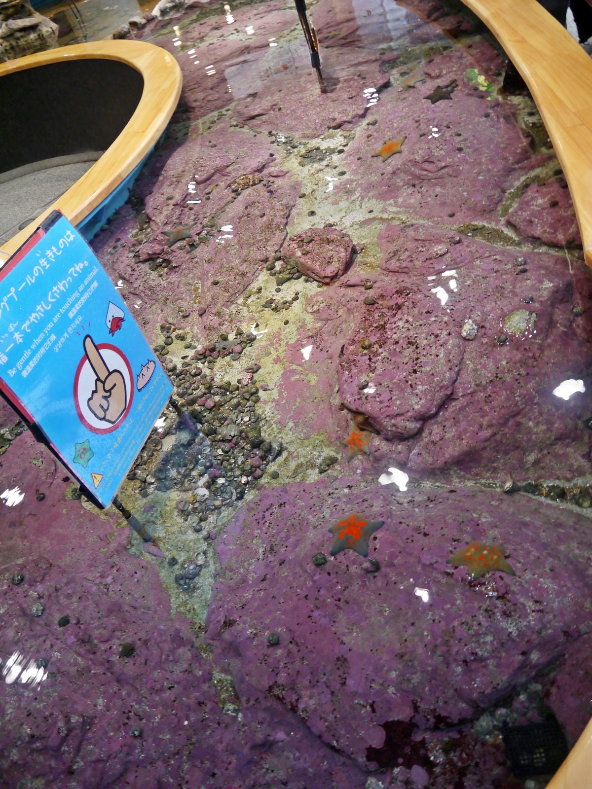 九十九島水族館 海きらら 九十九島水族館 海きらら