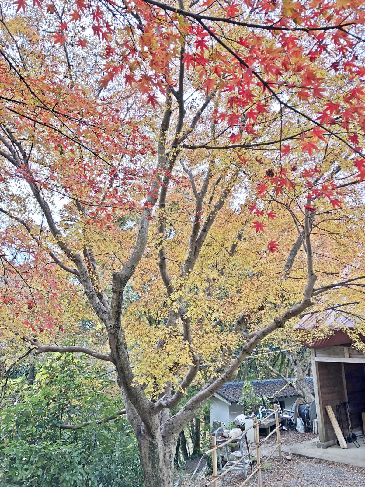 御船山楽園 御船山楽園