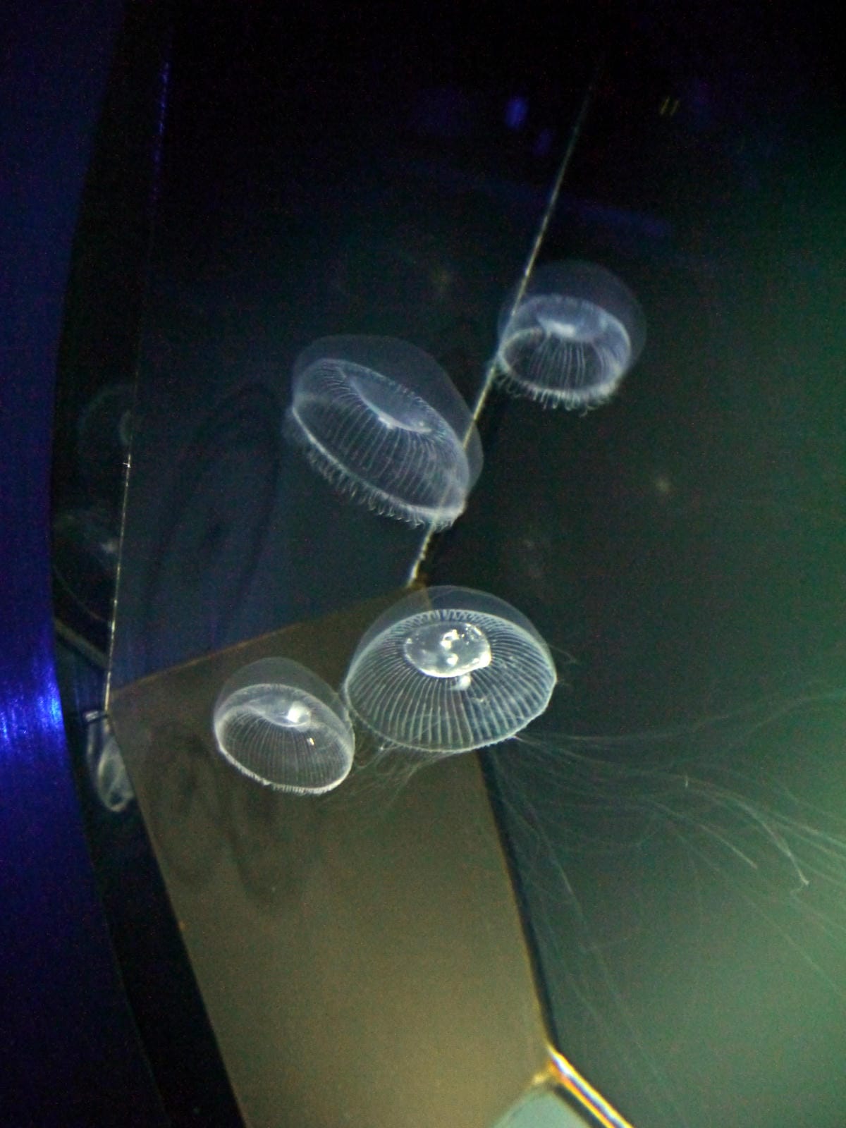 九十九島水族館 海きらら 九十九島水族館 海きらら