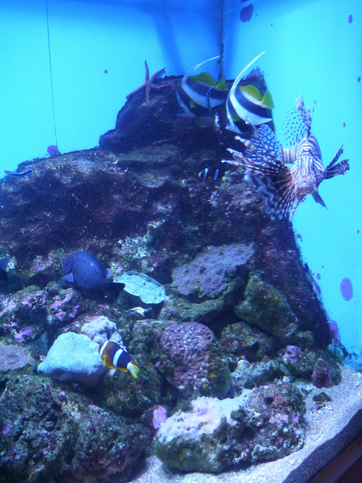 九十九島水族館 海きらら 九十九島水族館 海きらら