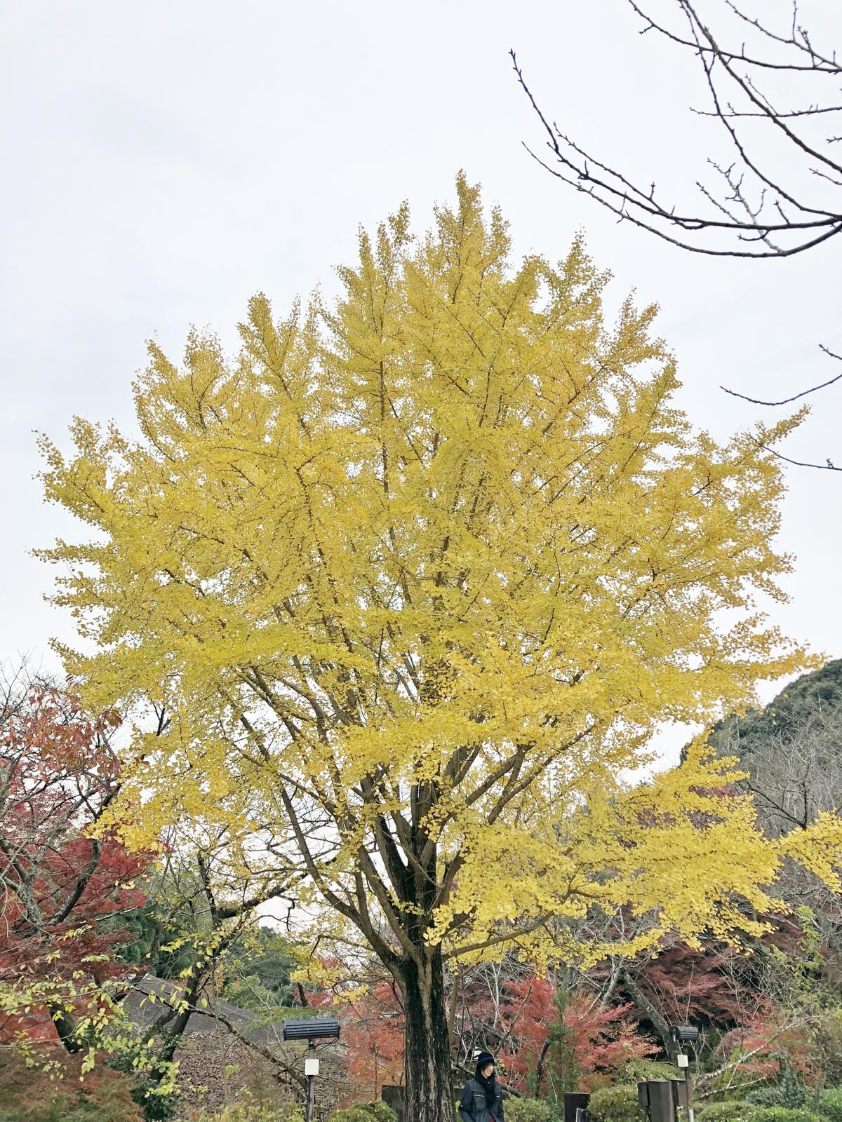 御船山楽園 御船山楽園