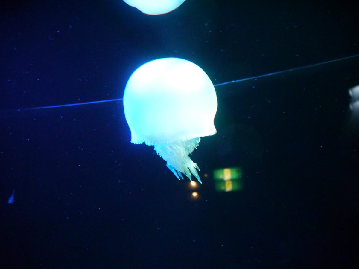九十九島水族館 海きらら 九十九島水族館 海きらら