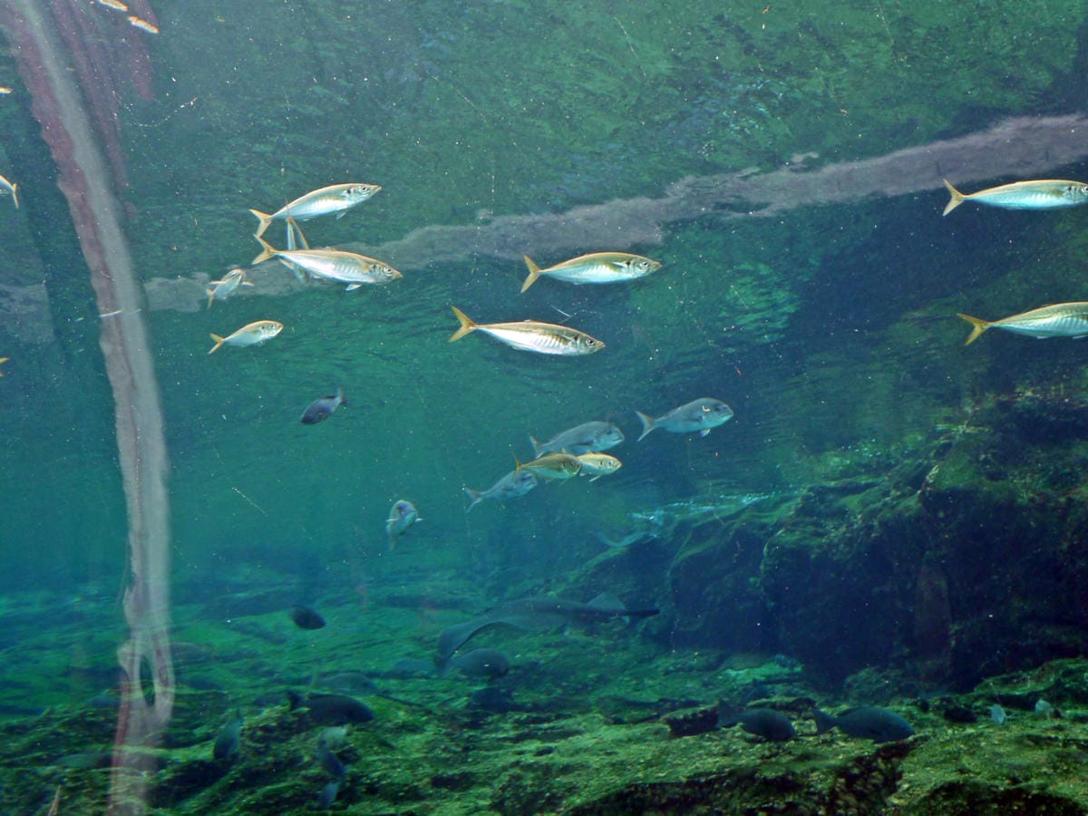 九十九島水族館 海きらら 九十九島水族館 海きらら