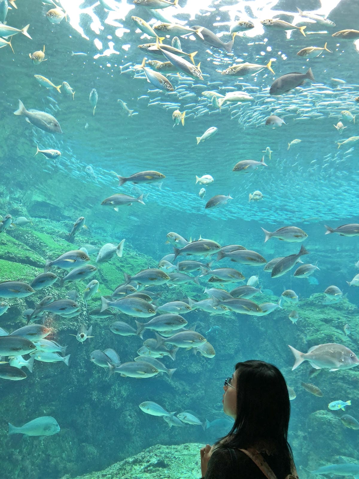 九十九島水族館 海きらら 九十九島水族館 海きらら