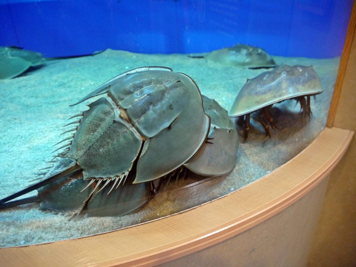 九十九島水族館 海きらら 九十九島水族館 海きらら