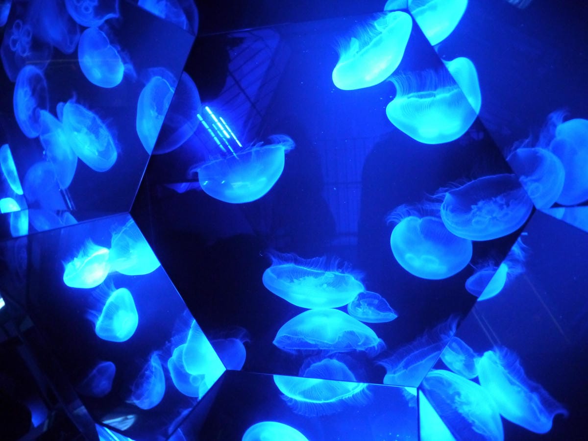 九十九島水族館 海きらら 九十九島水族館 海きらら