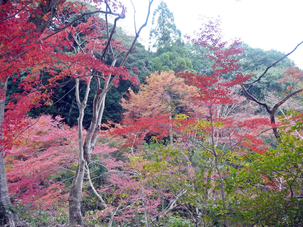 御船山楽園 御船山楽園
