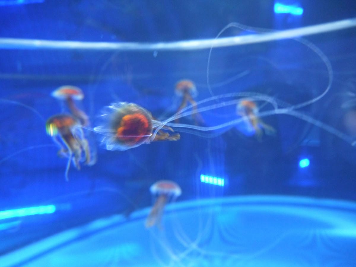 九十九島水族館 海きらら 九十九島水族館 海きらら