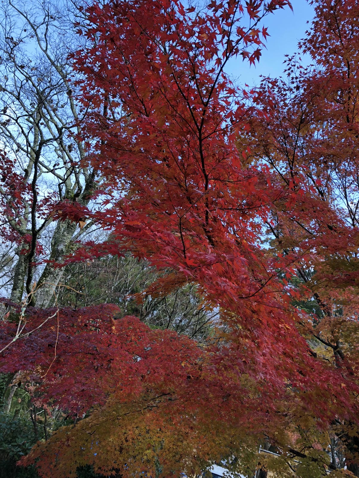 湯布院町川上 湯布院町川上