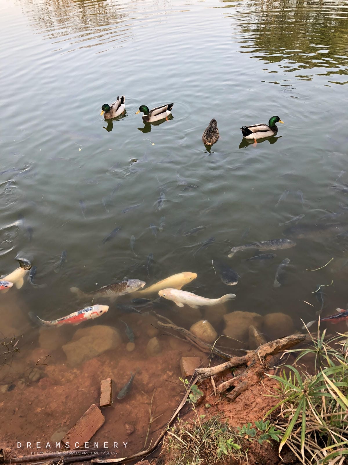綠風草園餐廳 綠風草園餐廳