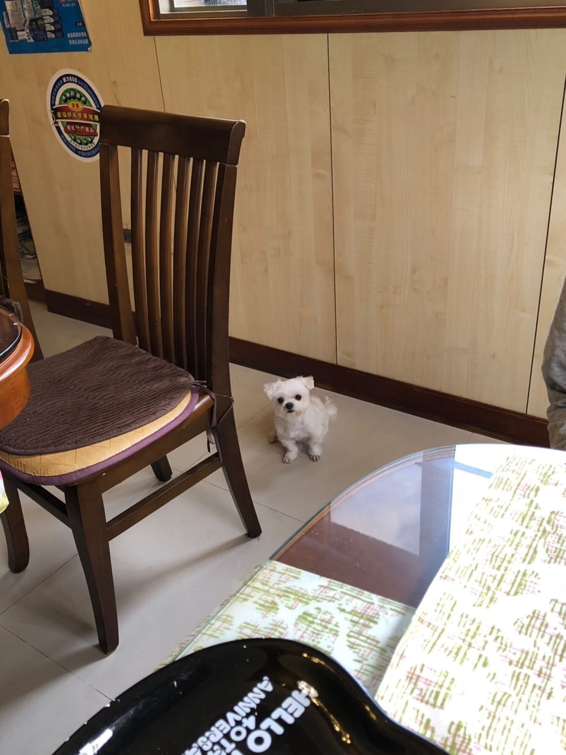 宜蘭狗狗_190201_0005.jpg
