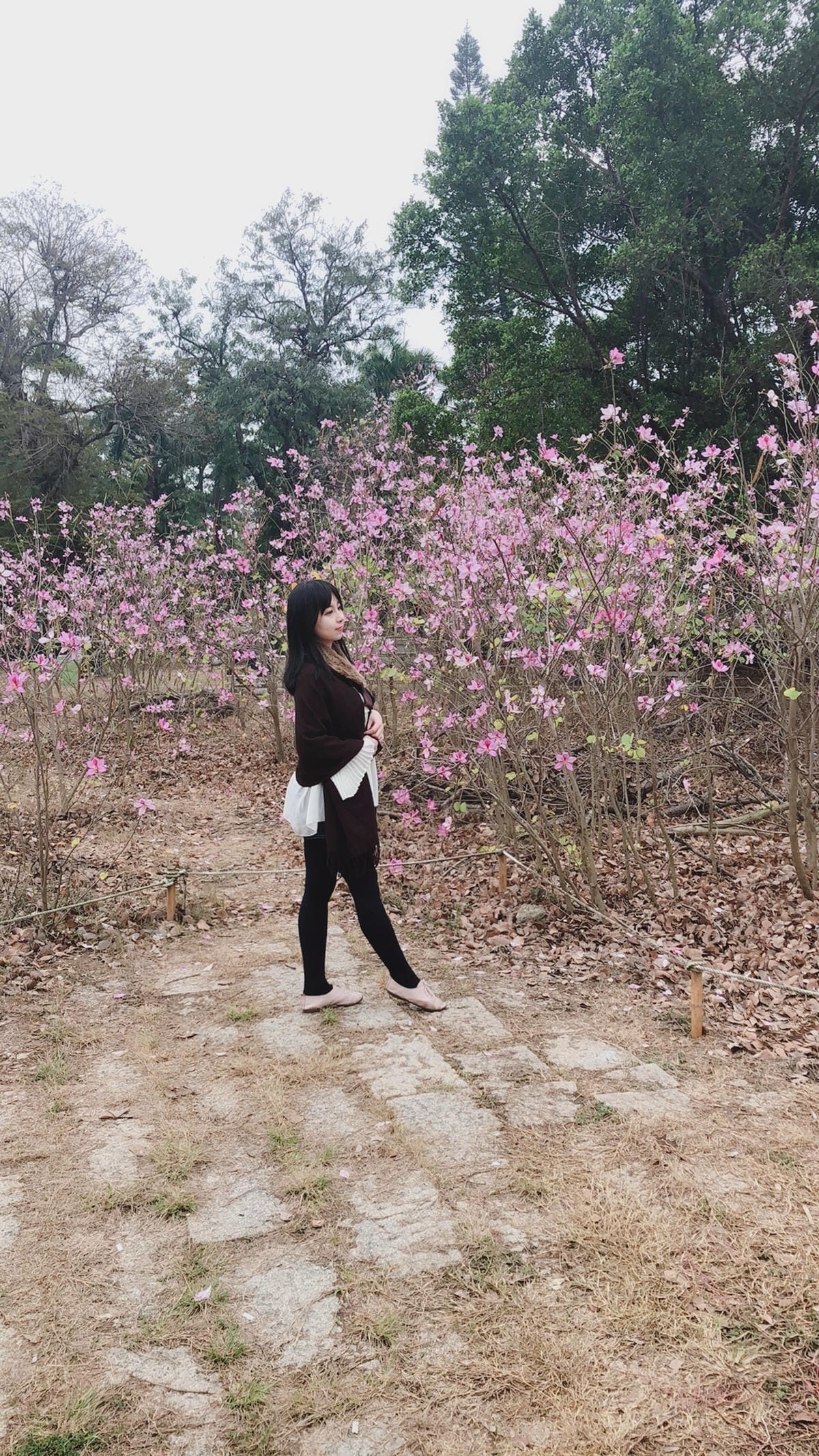 台南公園 台南公園