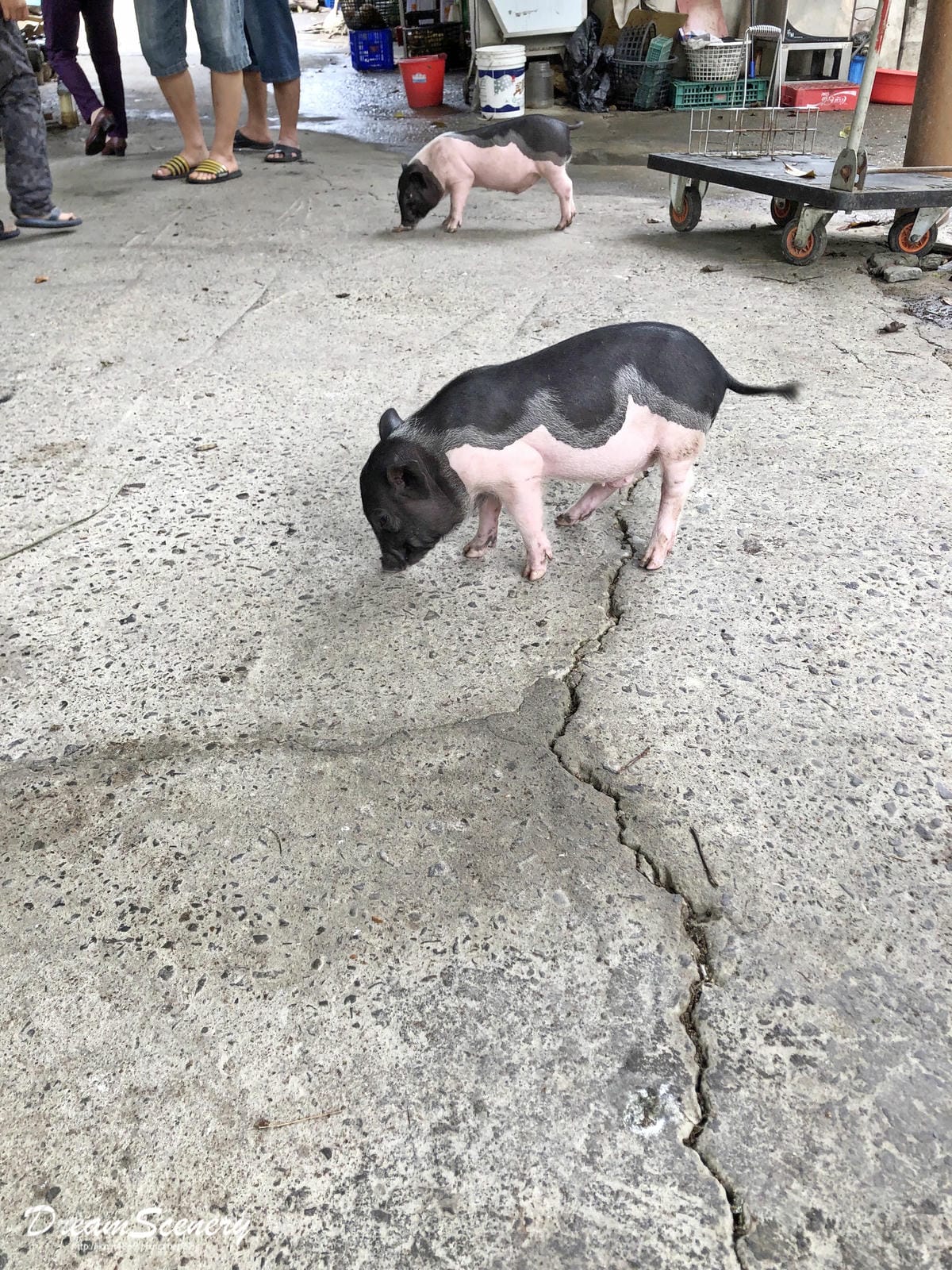 大坑休閒農場 大坑休閒農場