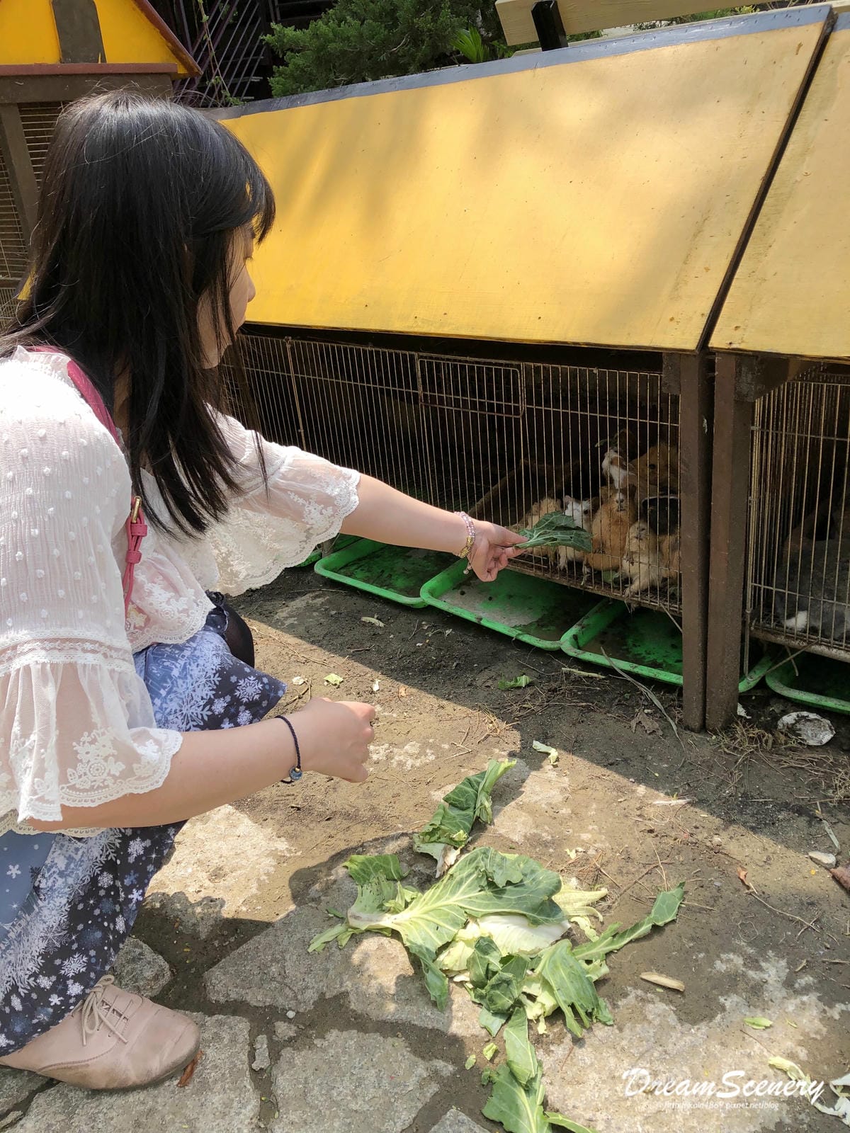 大坑休閒農場 大坑休閒農場