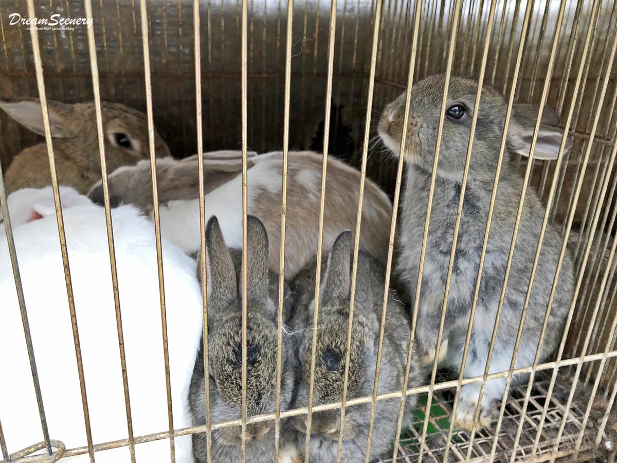 大坑休閒農場 大坑休閒農場