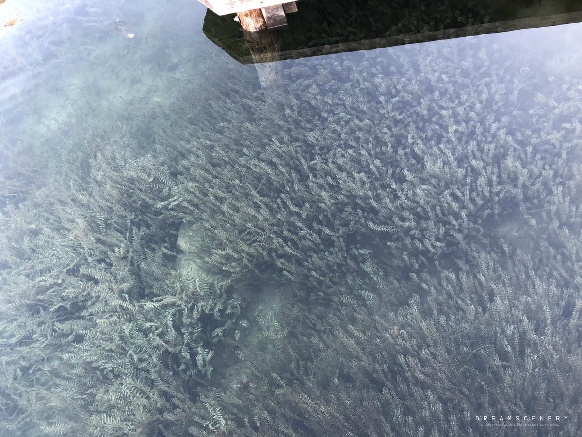 Hintersee Zauberwald 辛特湖 Hintersee Zauberwald 辛特湖