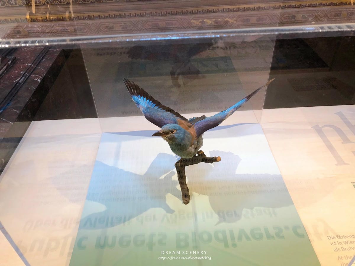 【奧地利-Vienna】維也納景點│自然史博物館│Natur