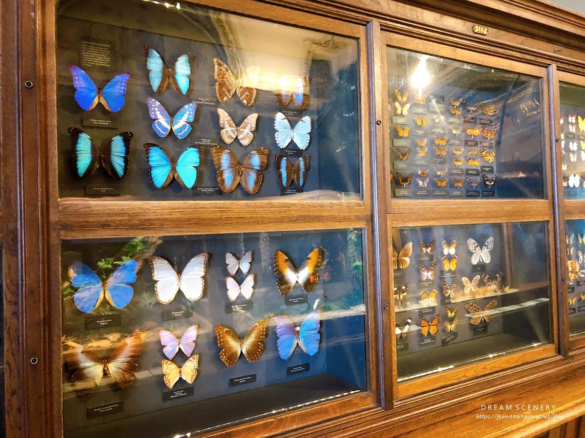 【奧地利-Vienna】維也納景點│自然史博物館│Natur