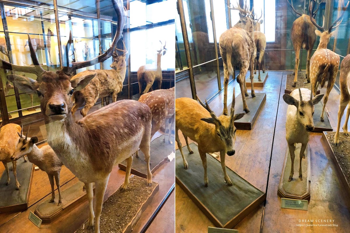 【奧地利-Vienna】維也納景點│自然史博物館│Natur