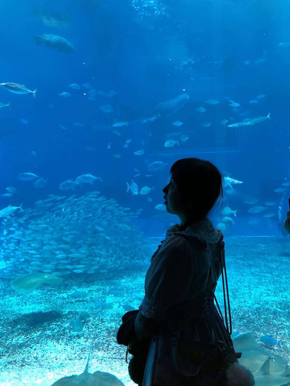 沖繩美麗海水族館 沖繩美麗海水族館