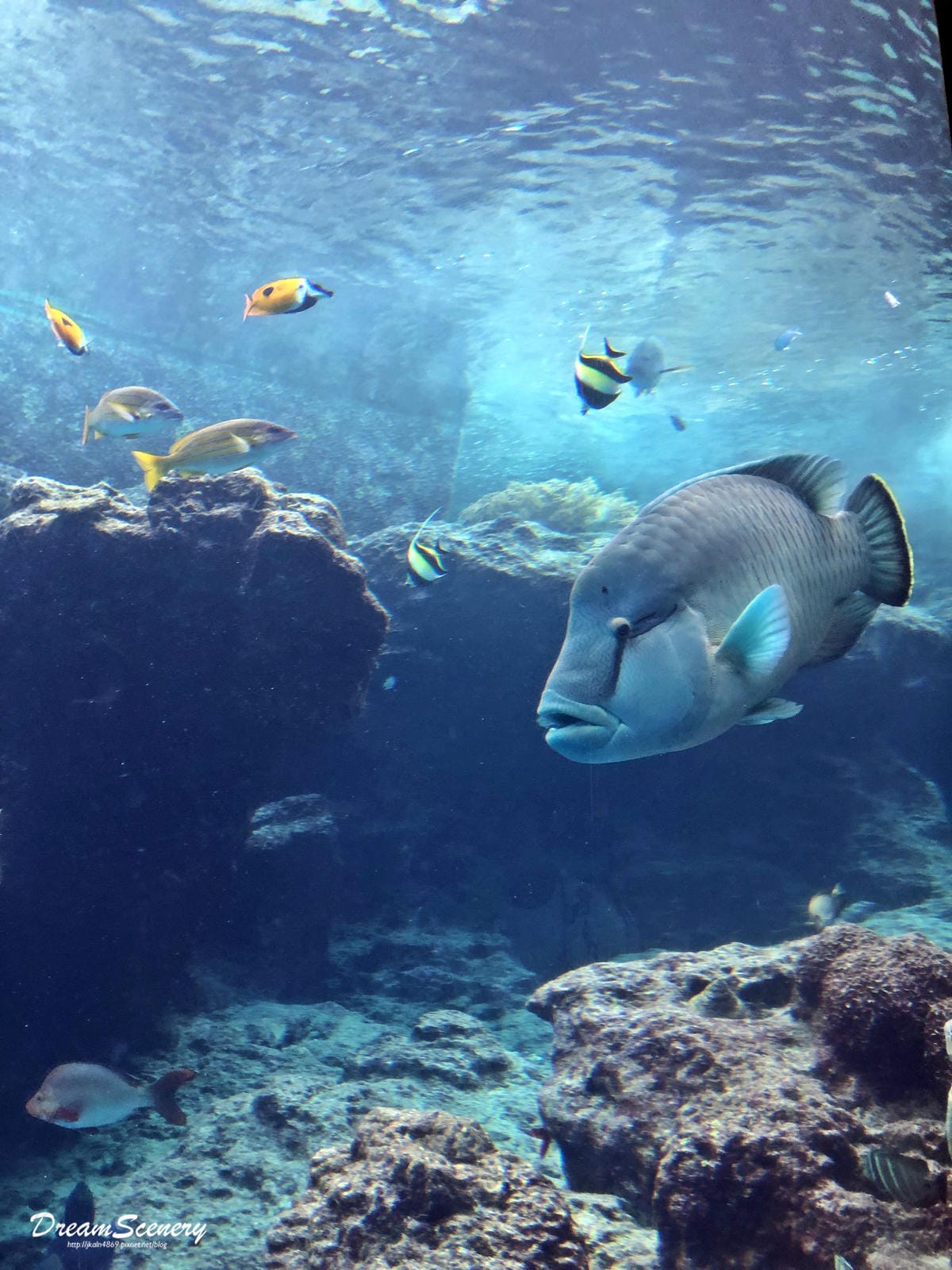 沖繩美麗海水族館 沖繩美麗海水族館