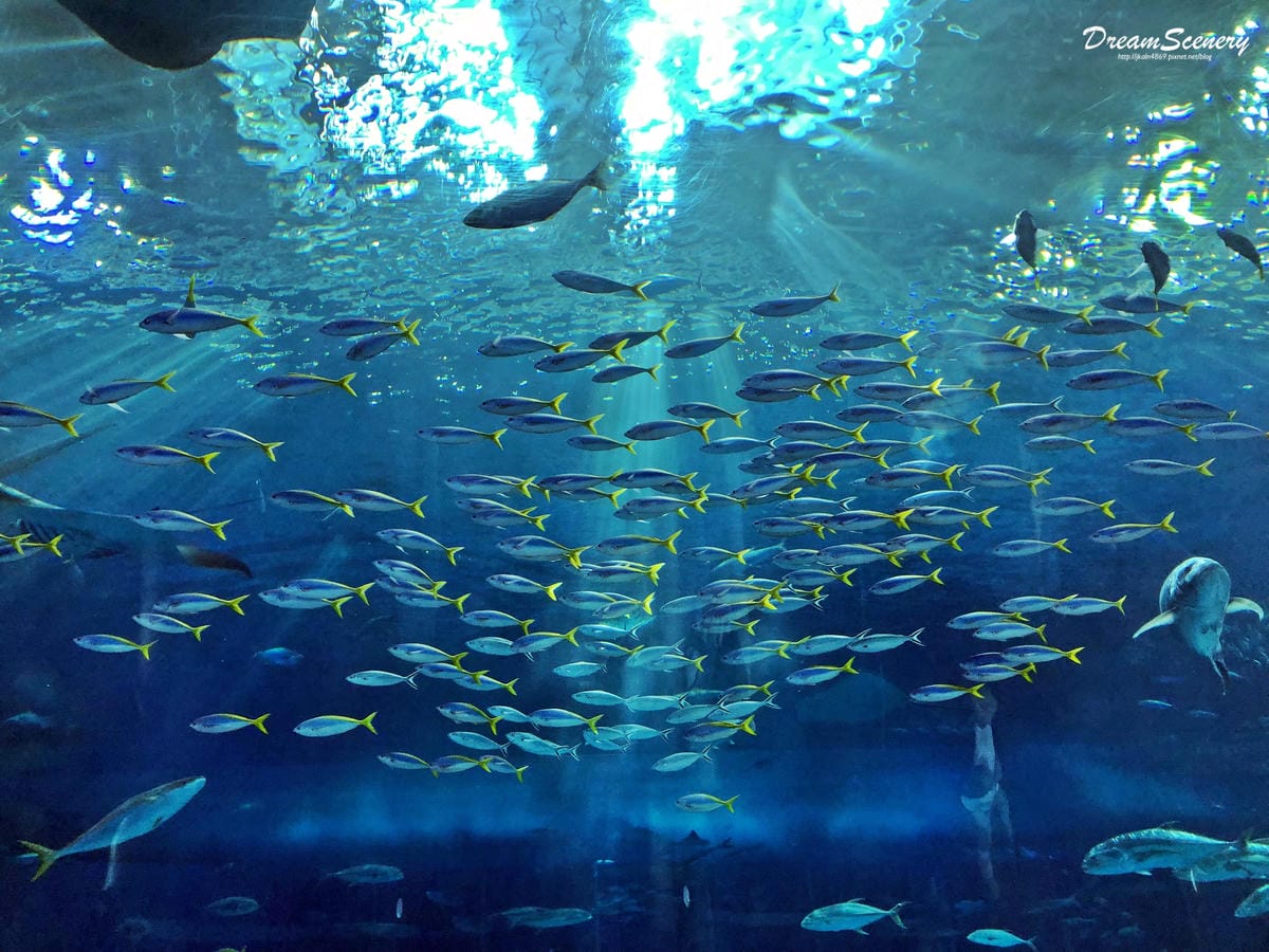 沖繩美麗海水族館 沖繩美麗海水族館