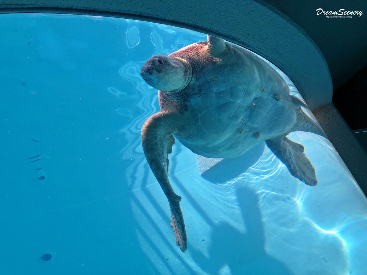 沖繩美麗海水族館 沖繩美麗海水族館