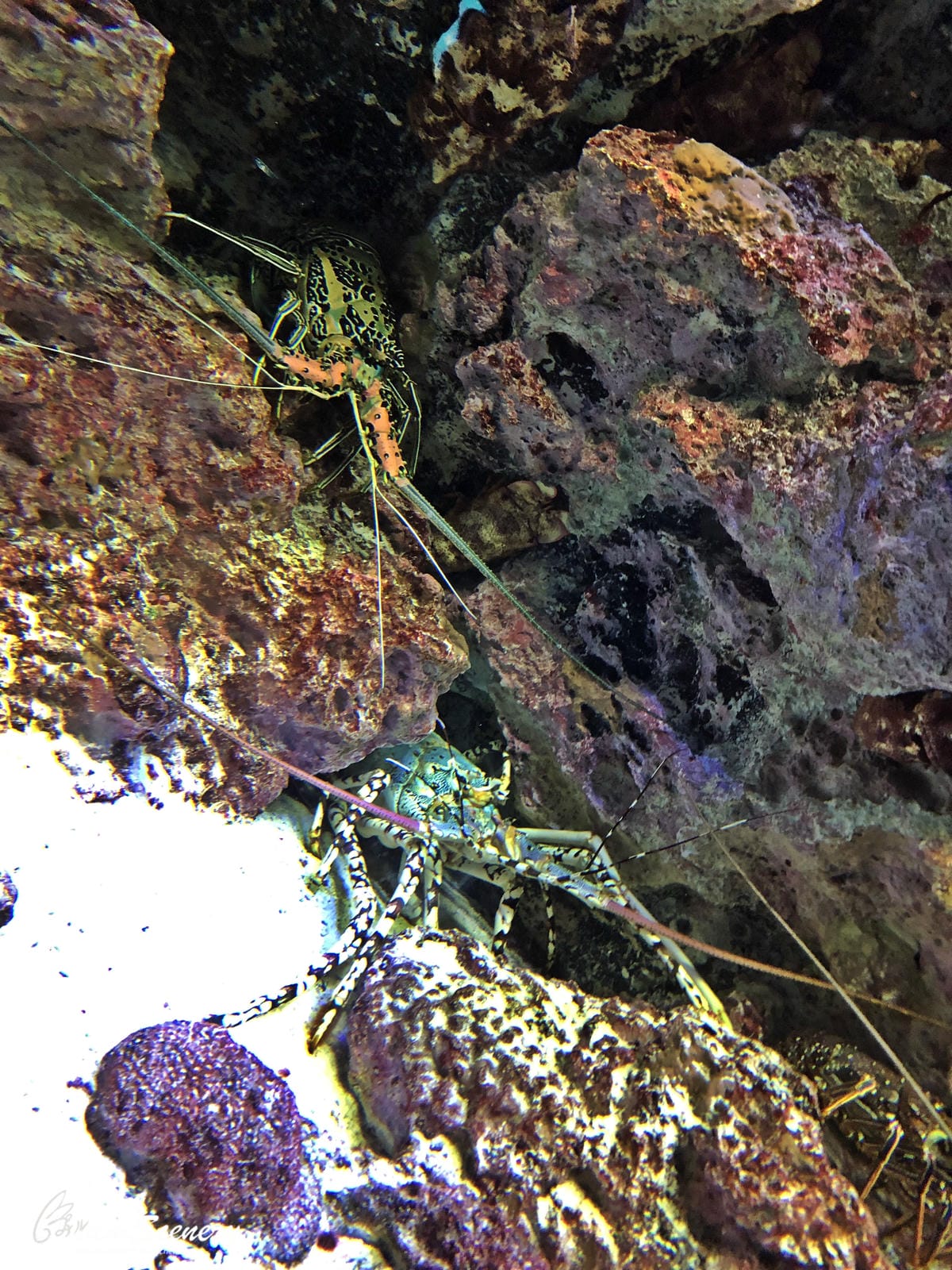 沖繩美麗海水族館 沖繩美麗海水族館