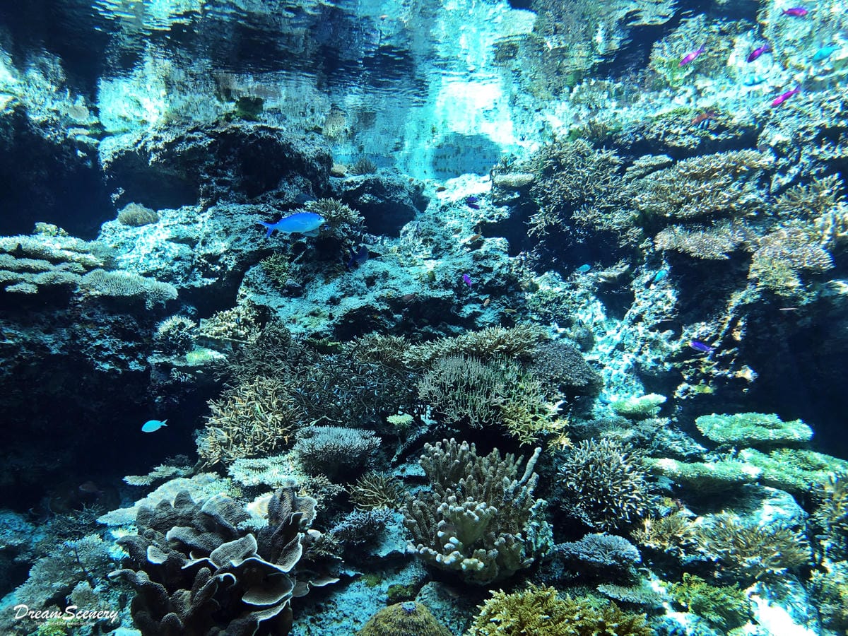 沖繩美麗海水族館 沖繩美麗海水族館