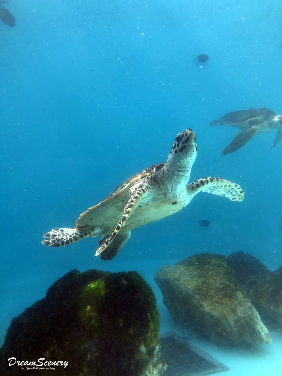 沖繩美麗海水族館 沖繩美麗海水族館