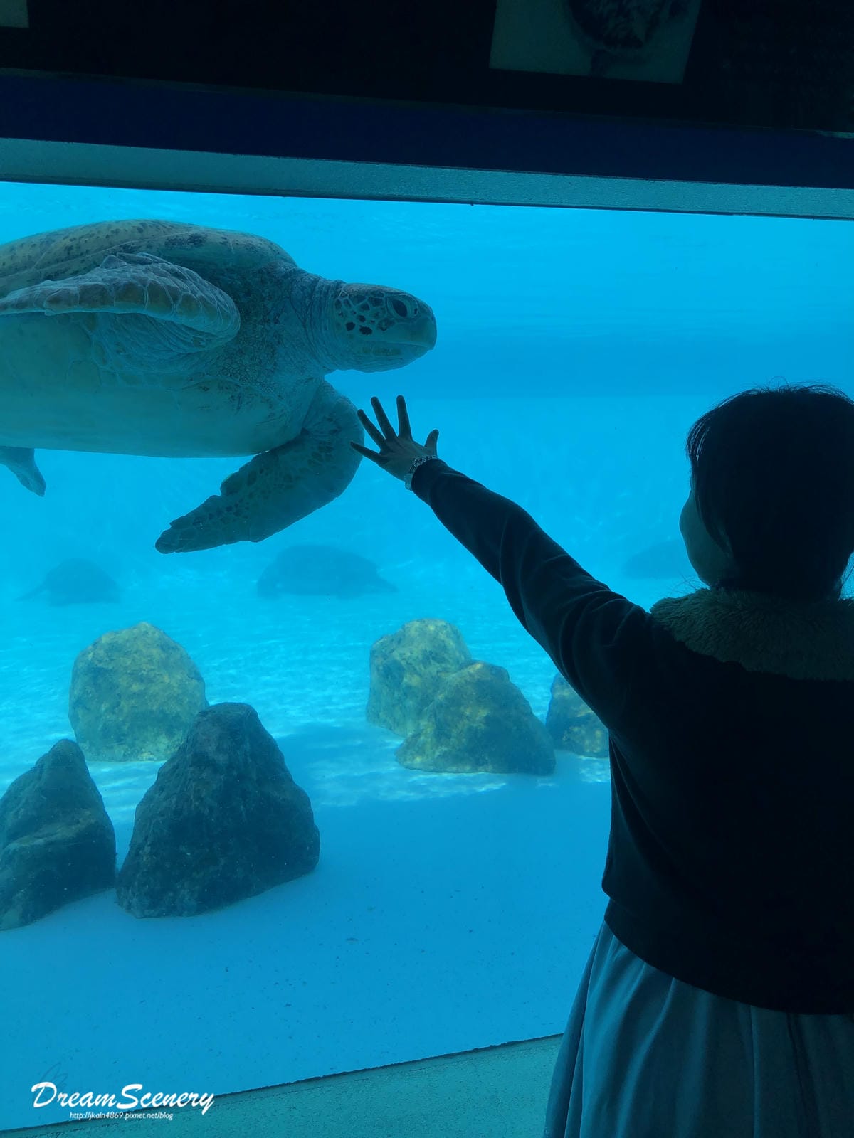 沖繩美麗海水族館 沖繩美麗海水族館