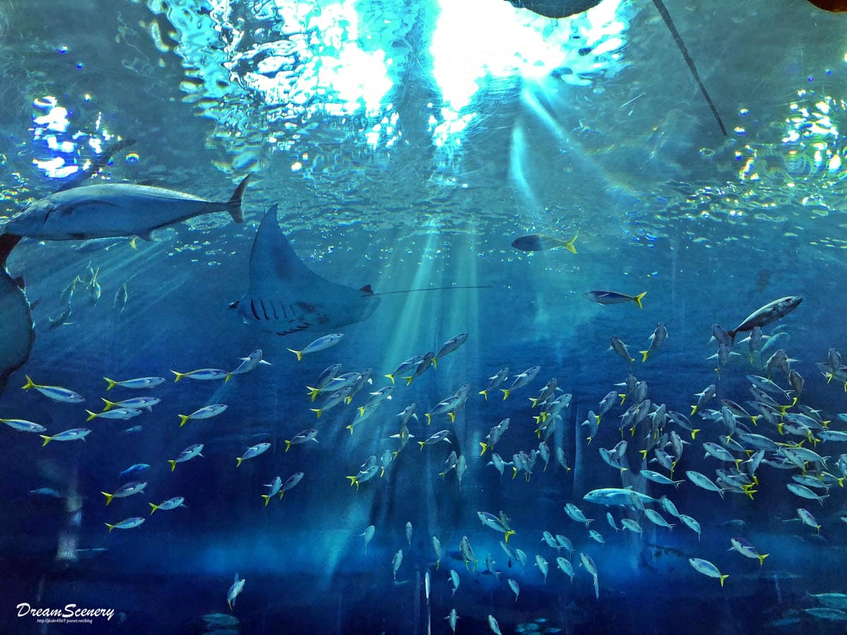沖繩美麗海水族館 沖繩美麗海水族館