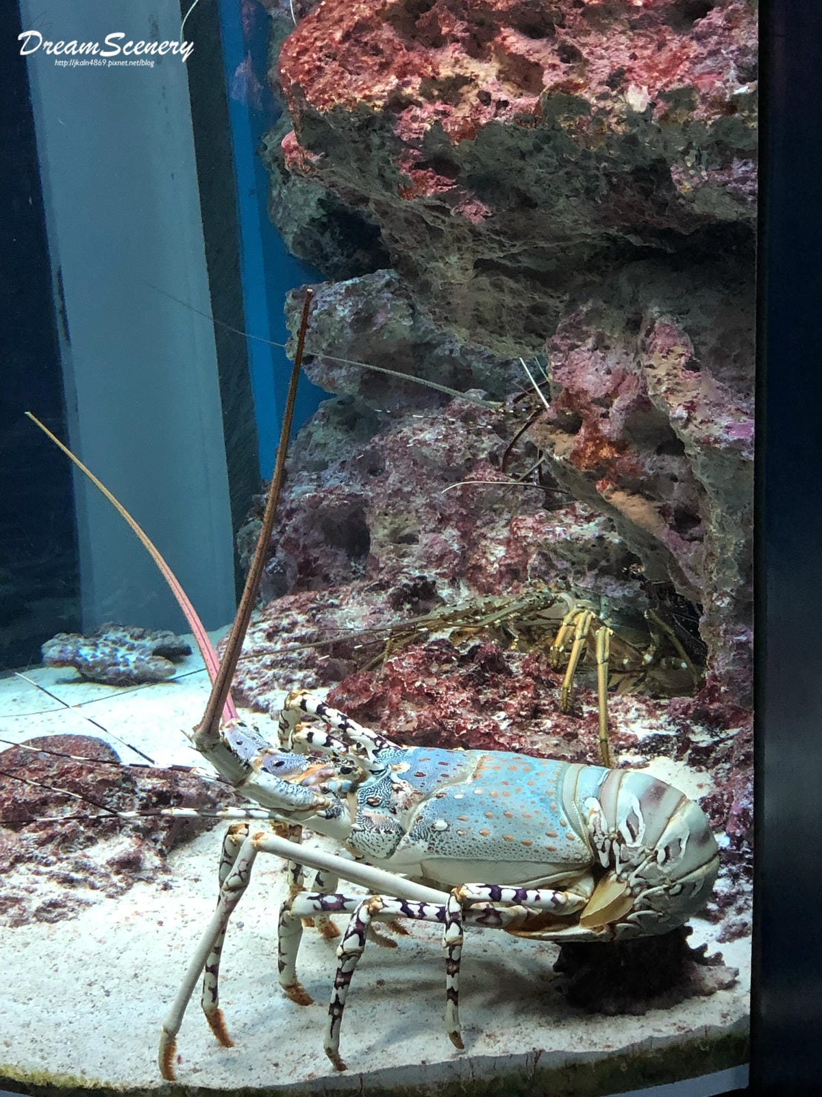 沖繩美麗海水族館 沖繩美麗海水族館