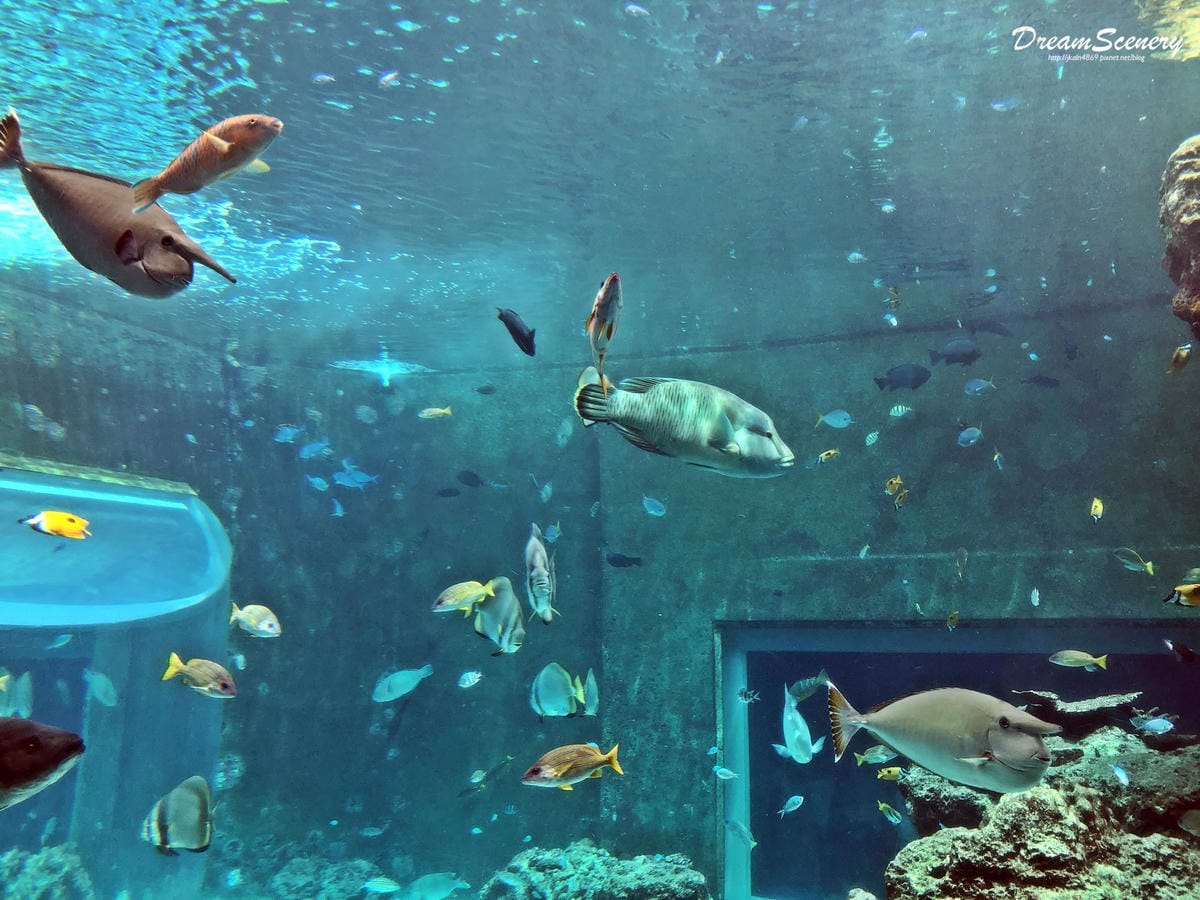 沖繩美麗海水族館 沖繩美麗海水族館