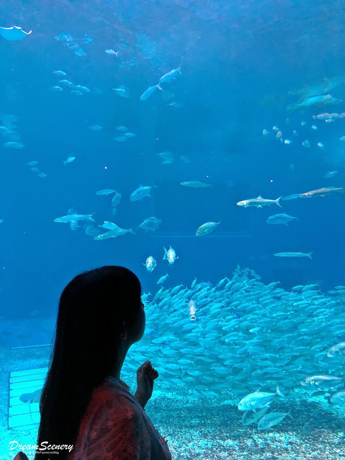 沖繩美麗海水族館 沖繩美麗海水族館